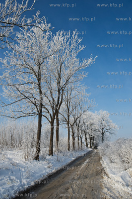 Piekna zima na zabytkowej ul. Wiezyckiej w Gdansku-Lostowicach.
16.01.2010
fot....