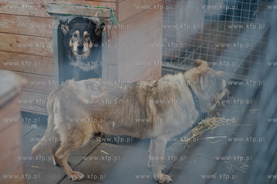 Gdansk. Schronisko dla bezdomych zwierzat Promyk. Akcja...