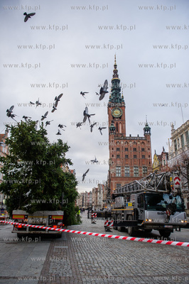 Gdansk. Dlugi Targ. Operacja stawiania swiatecznej...