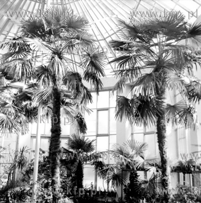 Palmy rosnace w zabytkowej palmiarni znajdujacej sie...