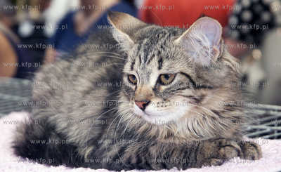 Miedzynarodowa Wystawa Kotor Rasowych w Sopocie.
04.08.2013...