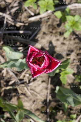 Zulawski Tulipan 2015. Tulipany rosnace na polach w...