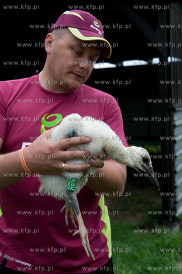 Jak co roku pracownicy Grupy ENERGA wraz z ornitologami...