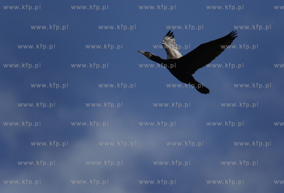 Rezerwat ornitologiczny w Katach Rybackich. Nz Kormorany....