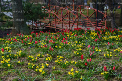 Wiosenne kwiaty na Skwerze Imienia Polskich Harcerzy...