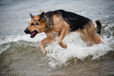 Sopocka plaza przyjazna dla zwierzat. Wprowadzona uchwala...