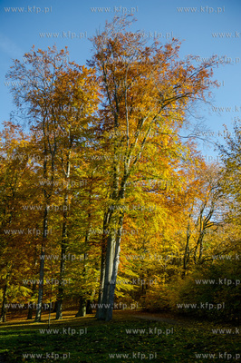 Gdansk. Jesienne, sloneczne przedpoludnie w Parku Orunskim.
27.10.2015
fot....