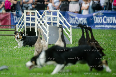 Sopot. Łazienki Połnocne. Zawody Latających Psów.
Nz...