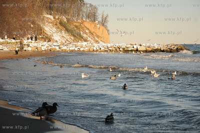 Gdynia. Zimowy spacer po Orlowie. Nz. klif 04.01.2009...