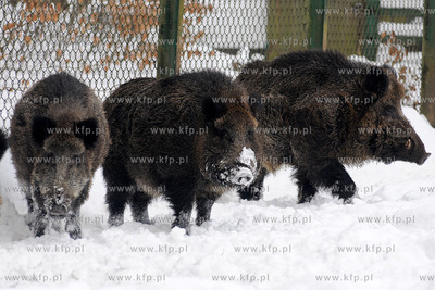 Zima w Miejskim Ogrodzie zoologicznym Wybrzeza w Gdansku...