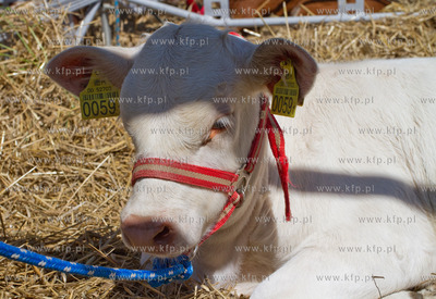 XX Pomorskie Targi Rolno Przemyslowe Pomorska Wojewodzka...
