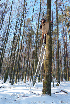 Zawieszanie budek legowych dla puszczykow na terenie...