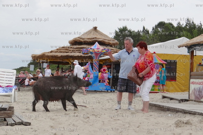 Krynica Morska. Dzik odwiedzil plaze, aby pozywic sie...