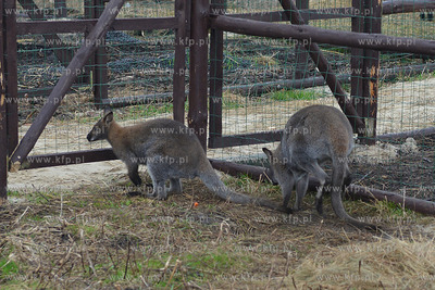 W Debogorzu Wybudowaniu (gmina Kosakowo), tuz przy...