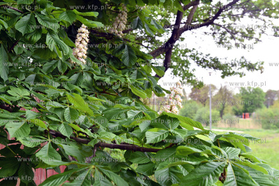 Kasztanowiec. 
18.05.2021
fot. Daniel Słoboda /...