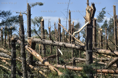 Skutki wichury na Pomorzu. Zniszczony przez wiatr las...
