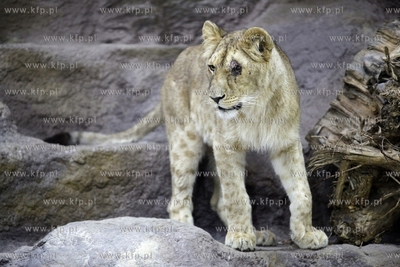 Dzien Otwarty oliwskiego Zoo. Lwiarnia. 11.10.2014...