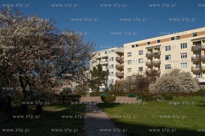 Kwitnące drzewa w Gdyni przy ul. Władysława IV....