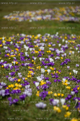 Gdynia. Chylonia. Kolorowe krokusy, ktore zakwitly...