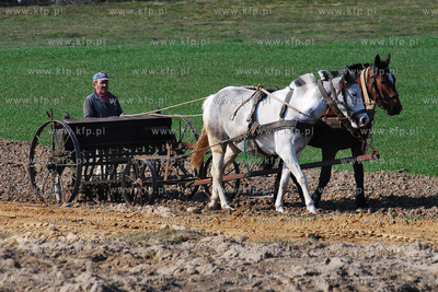 Wiczlino k/Gdyni. Edmund Meieronke obsiewa pole siewnikiem...