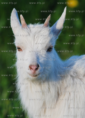 Nieznani sprawcy probowali utopic malego koziolka,...