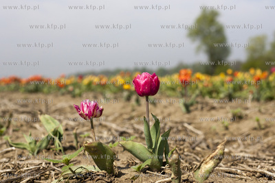 Zulawski Tulipan 2015. Tulipany rosnace na polach w...