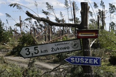 Skutki wichury na Pomorzu. Zniszczony przez wiatr las...