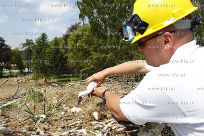 Bakowo. Obraczkowanie bocianow bialych. Akcja odbywa...