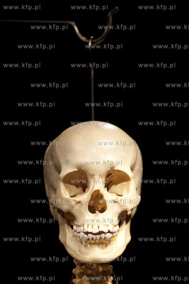 Wystawa o ciele ludzkim Human Body.
30.04.2013
fot....