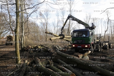Wycinka drzew na terenie bylego Wojskowego Osrodka...