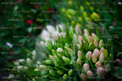 Gdansk. Giełda kwiatowa Dick Inter.
08.03.2013
fot....