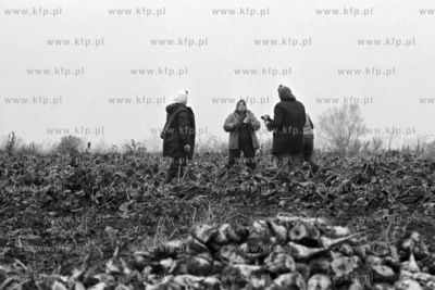Załadunek bureaków cukrowych do wagonów kolei wąskotorowej...