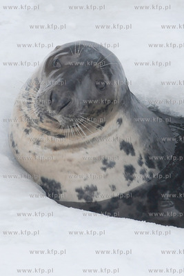 Zima w Miejskim Ogrodzie Zoologicznym Wybrzeza w Gdansku...