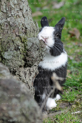 Wiosna w pelni. Na spacer do Parku Rady Europy wyszedl...