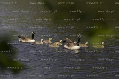 Gęsia rodzina robi furorę w gdańskim Parku Reagana.26.05.2015fot....
