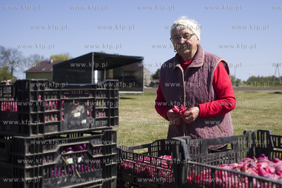 Mokry Dwór koło Pruszcza Gd.  Przygotowania do Żuławskiego...