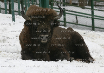 Zubr z oliwskiego zoo. 15.02.2006 fot. Krzysztof Mystkowski...