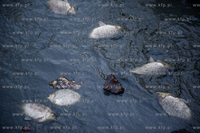 Gdansk. Pracowinicy Gdanskich melioracji oproznili...