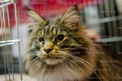 Gdansk. Wrzeszcz. Dzien Kota w CH Galeria Baltycka.
21.02.2016
fot....