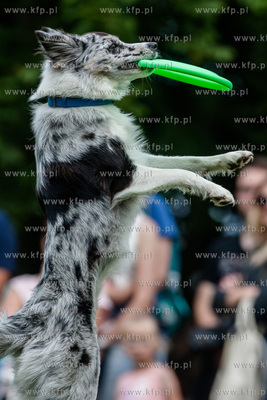 Sopot. Łazienki Połnocne. Zawody Latających Psów.
Nz...