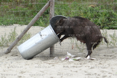 Krynica Morska. Dzik odwiedzil plaze, aby pozywic sie...