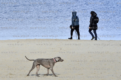 Plaza. Sopot. Okolice Molo. Psy na plazy. 27.02.2016...