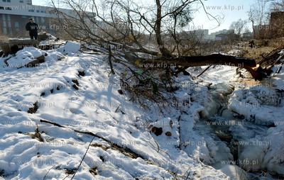 Wycinka drzew pod budowe nowej Trasy Slowackiego. Nz....