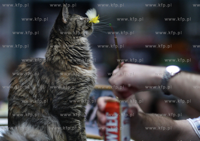 Sopot. Miedzynarodowa wystawa kotow.
07.08.2010
fot....