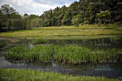 Trojmiejski Park Krajoobrazowy. Dolina Radosci. 12.06.2012...