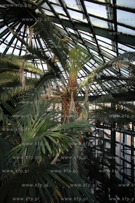 Palmiarnia w Parku Oliwskim. 04.01.2013 fot. Krzysztof...