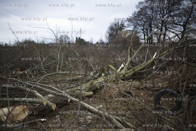 Wycinka drzew przy ul. Kochanowskiego w Gdańsku.
28.02.2017
fot....