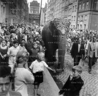 Cyrkowy słoń na ul. Długiej w Gdańsku. 29.08.1957...