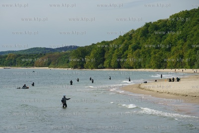 Gdynia Orłowo. Połów ryby belona. 22.05.2020 / fot....
