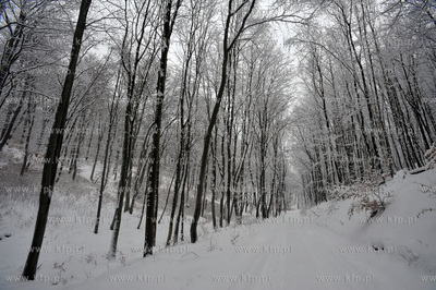 Trojmiejski Park Krajobrazowy zima 27.01.2010fot....